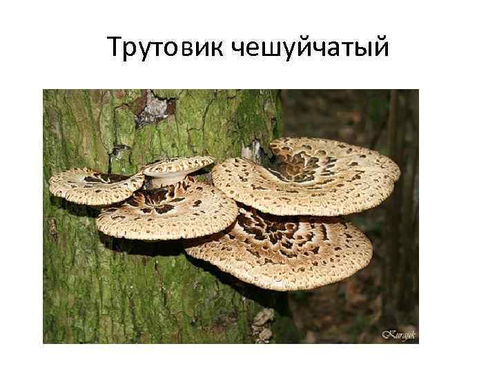 Трутовик чешуйчатый 