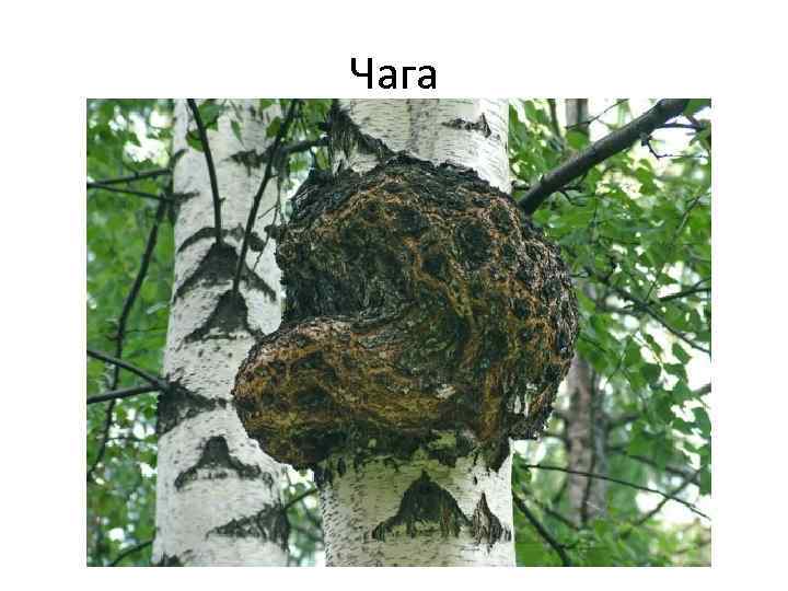 Чага 