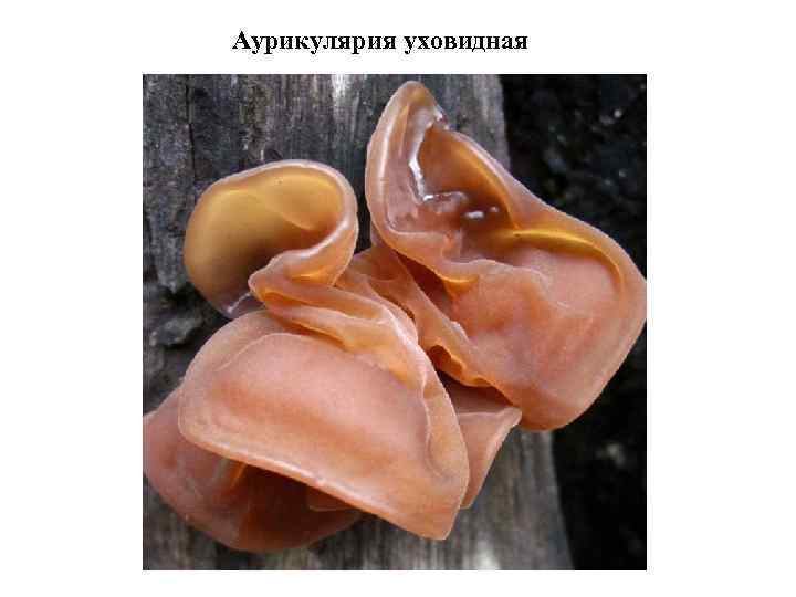 Аурикулярия уховидная 