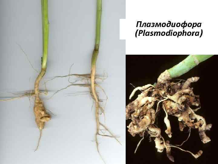 Плазмодиофора (Plasmodiophora) 