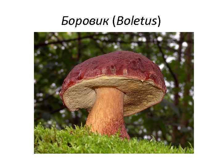Боровик (Boletus) 