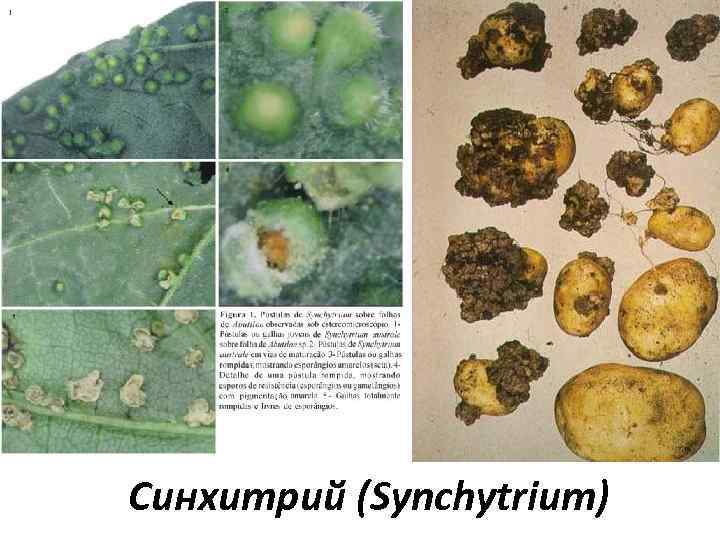 Синхитрий (Synchytrium) 