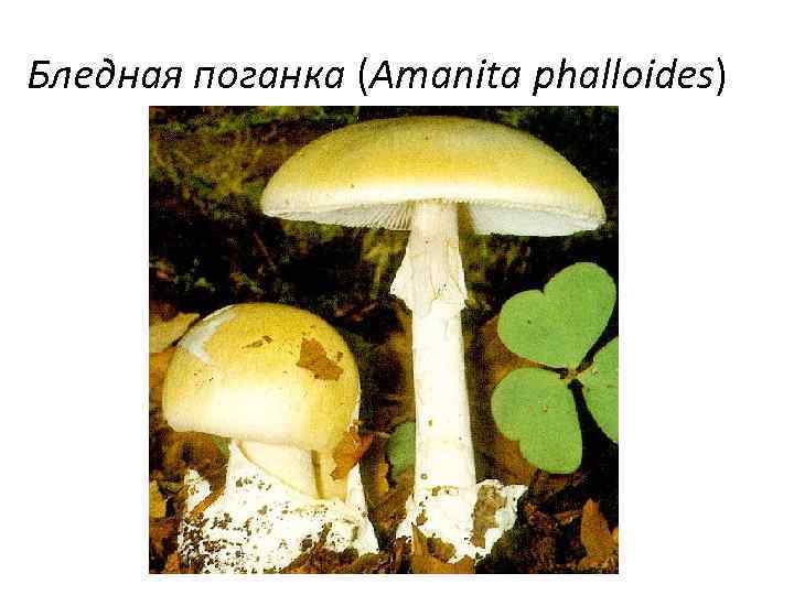 Бледная поганка (Amanita phalloides) 