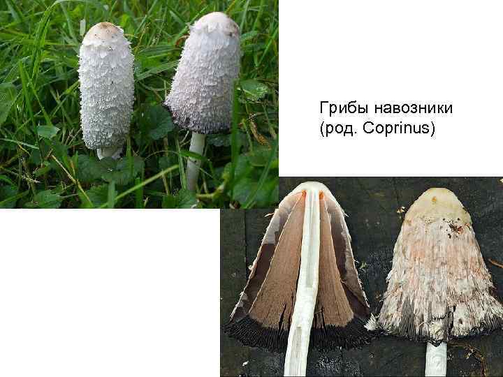 Грибы навозники (род. Coprinus) 
