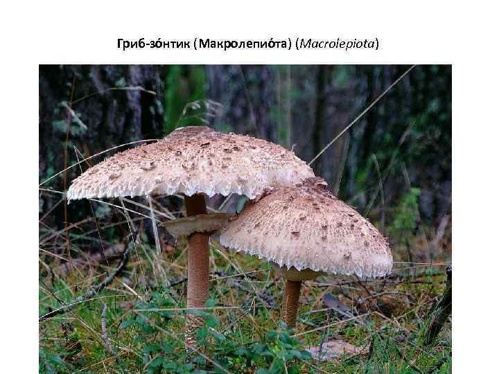 Гриб-зо нтик (Макролепио та) (Macrolepiota) 