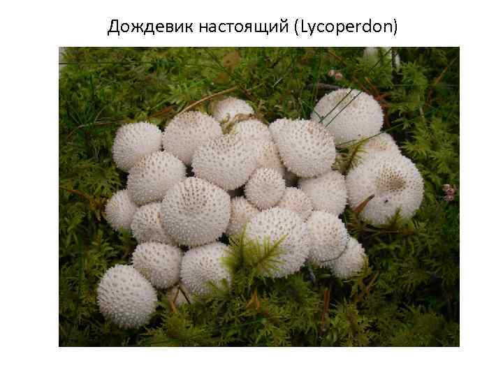 Дождевик настоящий (Lycoperdon) 