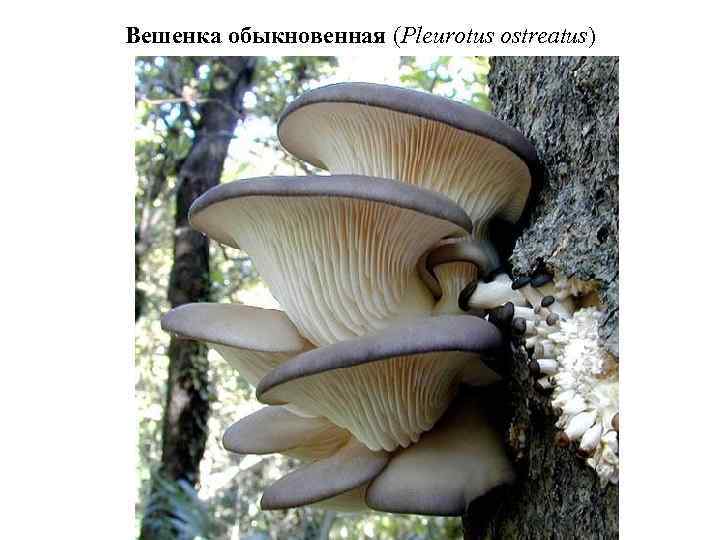 Вешенка обыкновенная (Pleurotus ostreatus) 