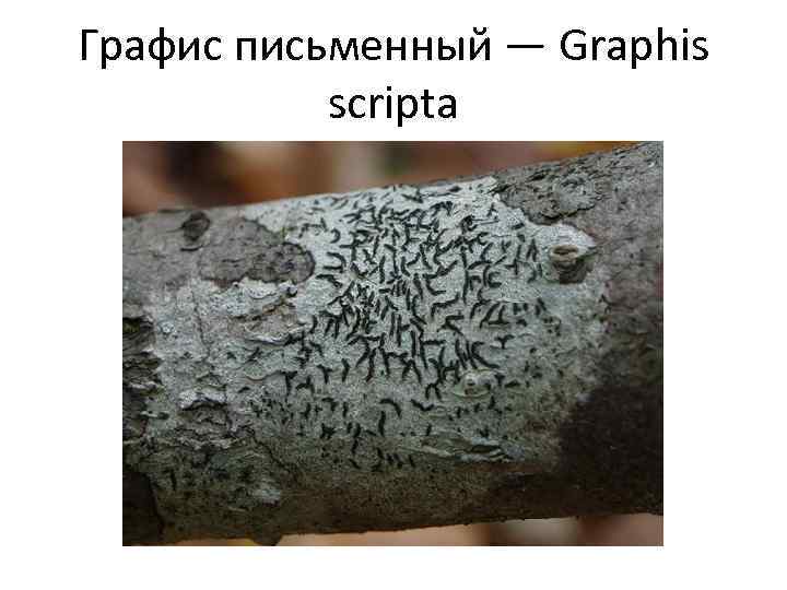 Графис письменный — Graphis scripta 