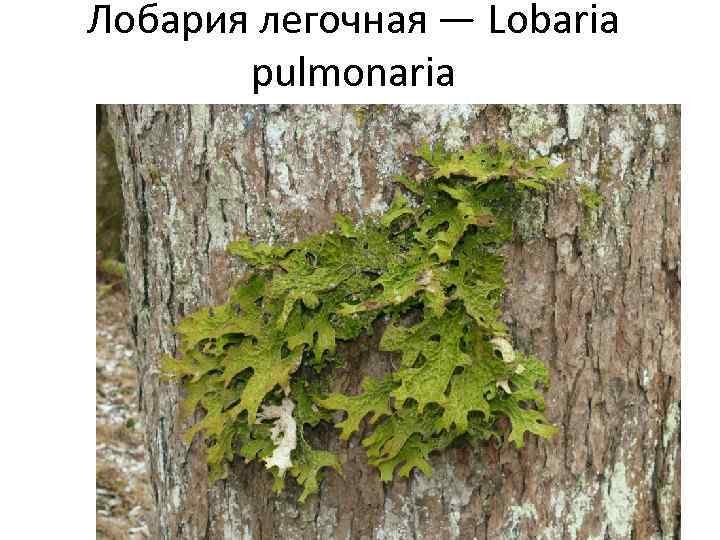 Лобария легочная — Lobaria pulmonaria 