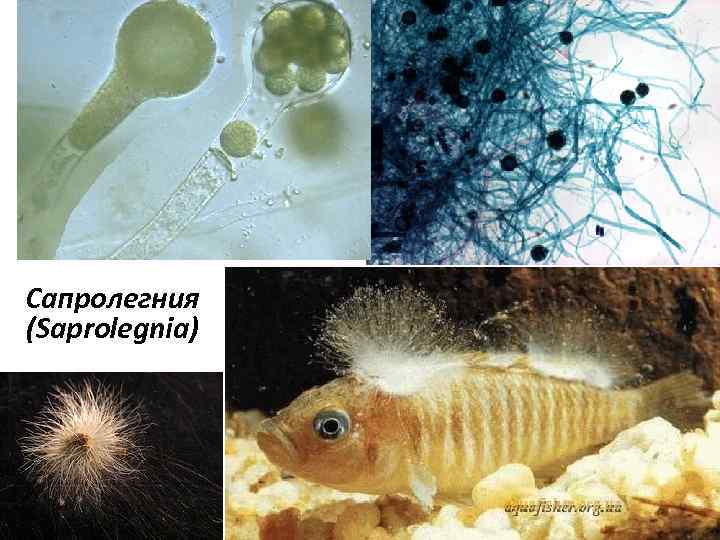 Сапролегния (Saprolegnia) 