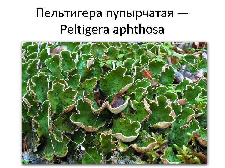 Пельтигера пупырчатая — Peltigera aphthosa 
