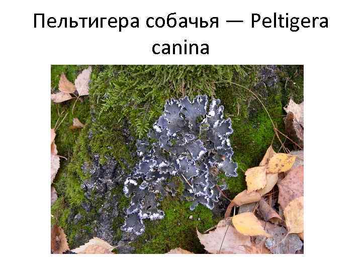 Пельтигера собачья — Peltigera canina 