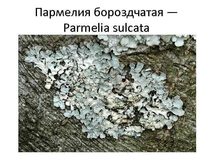 Пармелия бороздчатая — Parmelia sulcata 