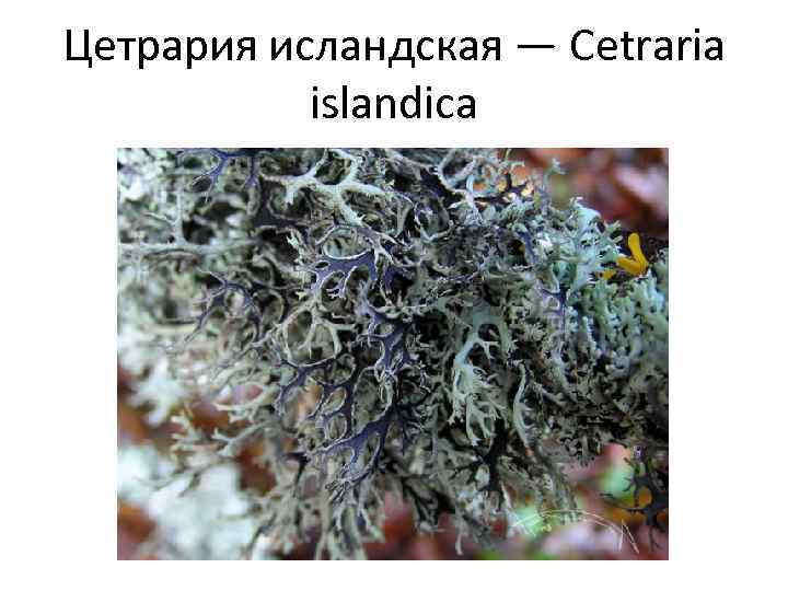 Цетрария исландская — Cetraria islandica 