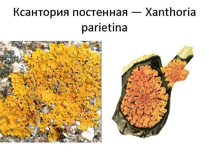 Ксантория постенная — Xanthoria parietina 