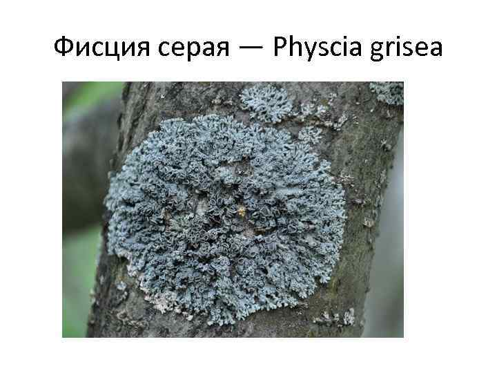 Фисция серая — Physcia grisea 