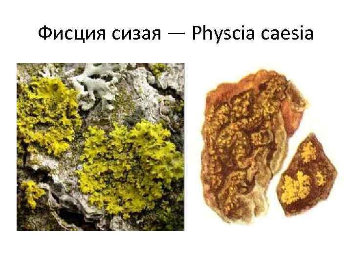 Фисция сизая — Physcia caesia 