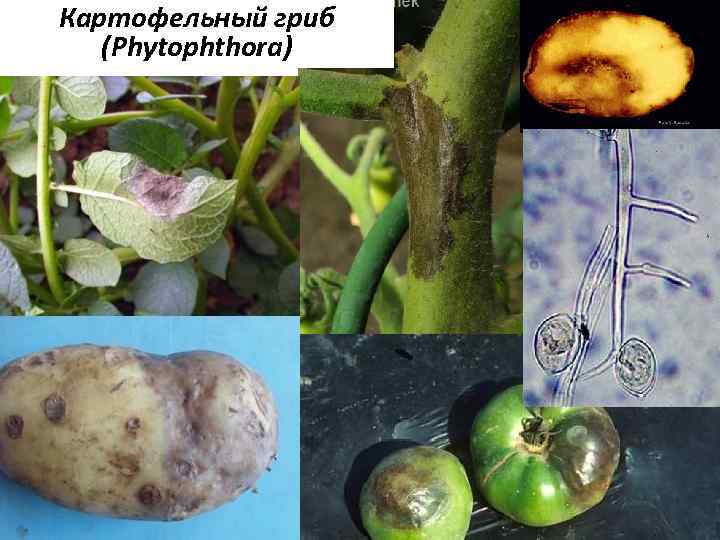 Картофельный гриб (Phytophthora) 