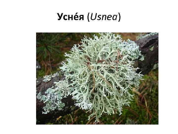 Усне я (Usnea) 