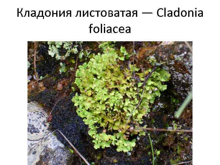 Кладония листоватая — Cladonia foliacea 