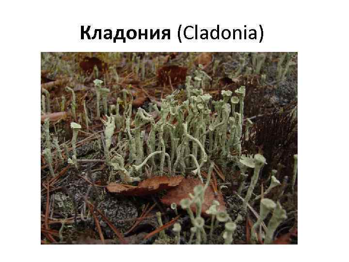Кладония (Cladonia) 