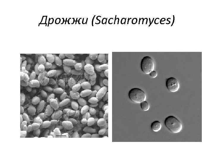 Дрожжи (Sacharomyces) 