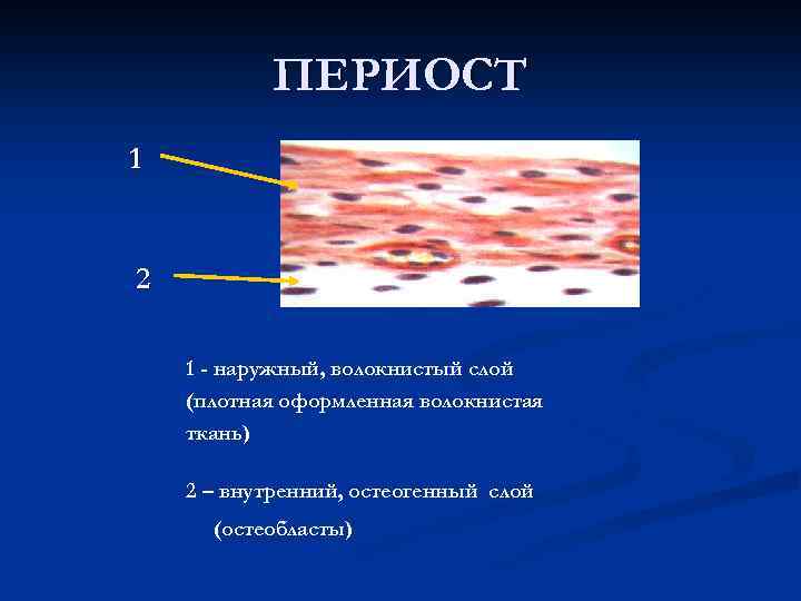 ПЕРИОСТ 1 2 1 - наружный, волокнистый слой (плотная оформленная волокнистая ткань) 2 –