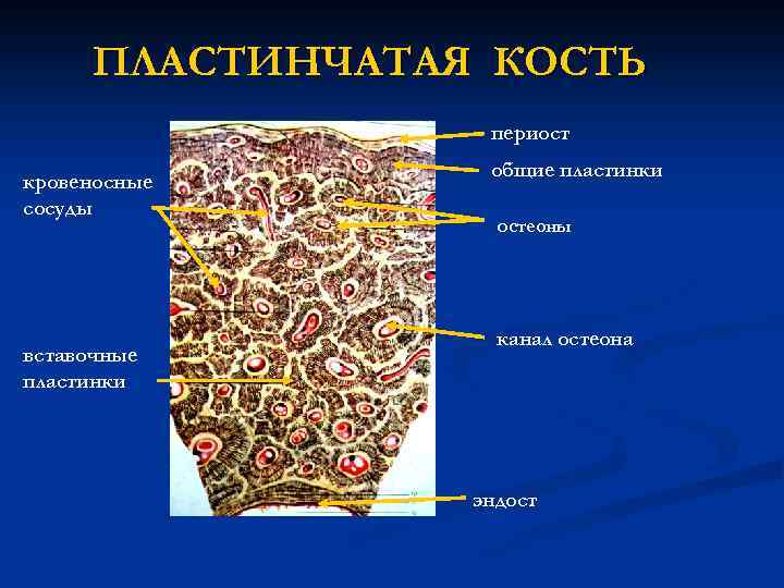 ПЛАСТИНЧАТАЯ КОСТЬ периост кровеносные сосуды вставочные пластинки общие пластинки остеоны канал остеона эндост 