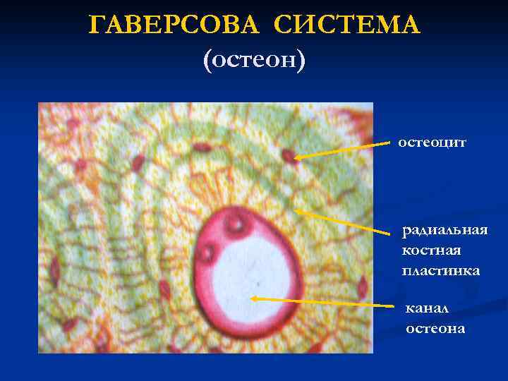 ГАВЕРСОВА СИСТЕМА (остеон) остеоцит радиальная костная пластинка канал остеона 