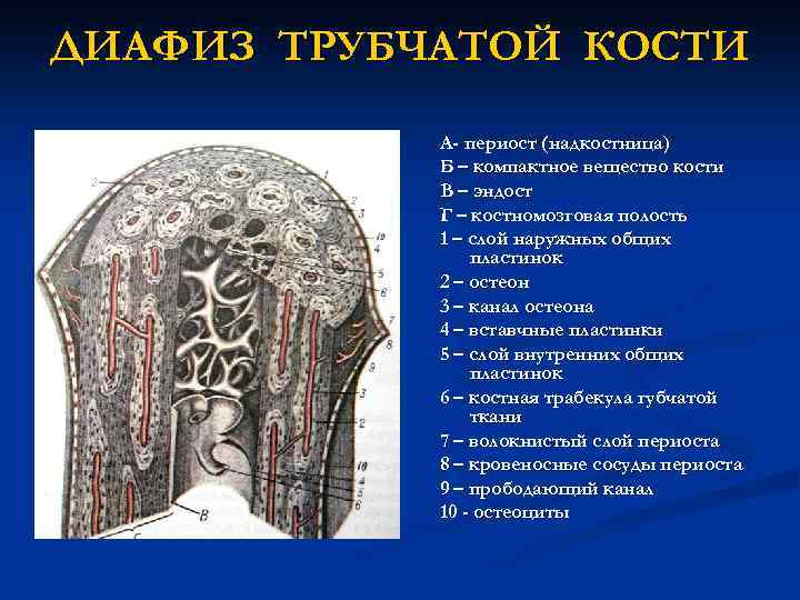 ДИАФИЗ ТРУБЧАТОЙ КОСТИ А- периост (надкостница) Б – компактное вещество кости В – эндост