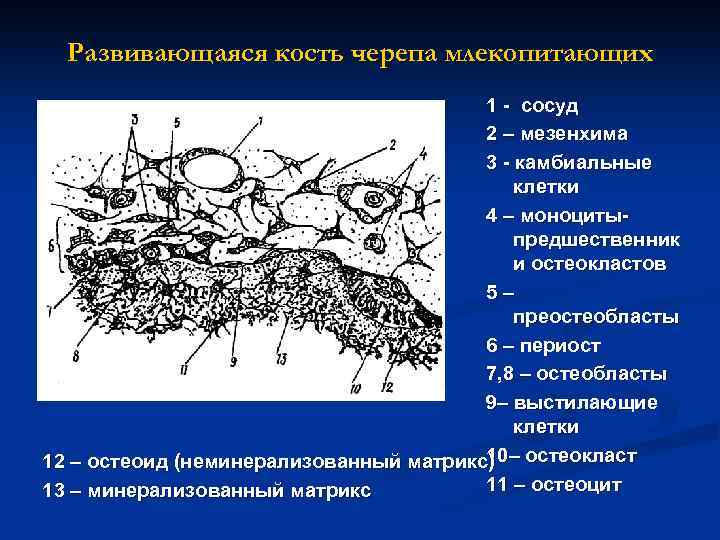 Развивающаяся кость черепа млекопитающих 1 - сосуд 2 – мезенхима 3 - камбиальные клетки