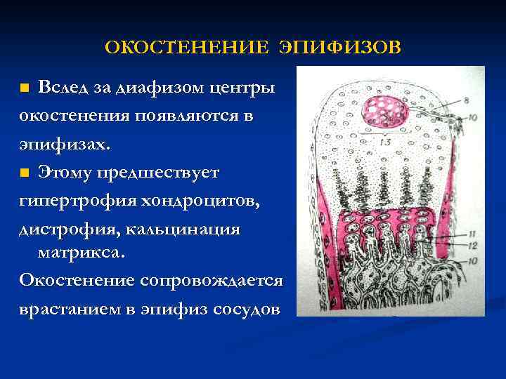 ОКОСТЕНЕНИЕ ЭПИФИЗОВ Вслед за диафизом центры окостенения появляются в эпифизах. n Этому предшествует гипертрофия