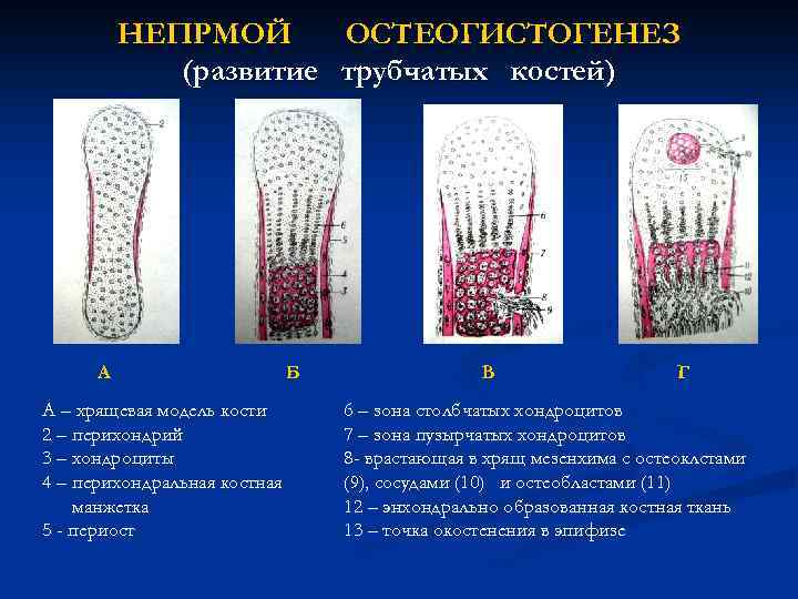 НЕПРМОЙ ОСТЕОГИСТОГЕНЕЗ (развитие трубчатых костей) А А – хрящевая модель кости 2 – перихондрий