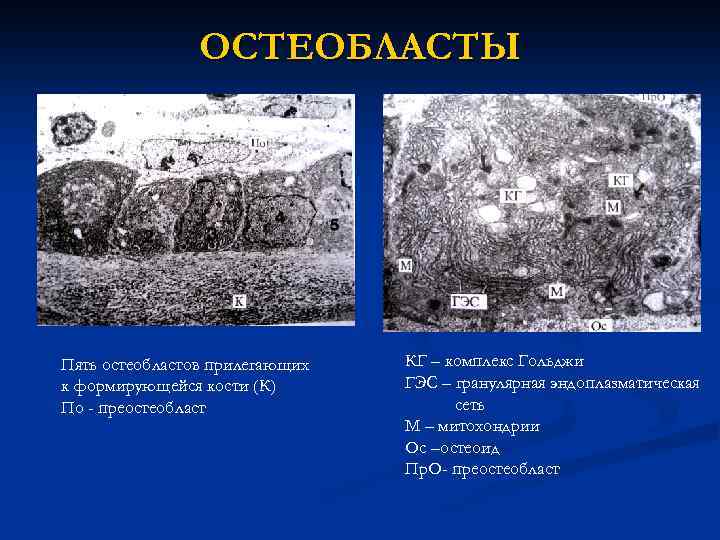 ОСТЕОБЛАСТЫ Пять остеобластов прилегающих к формирующейся кости (К) По - преостеобласт КГ – комплекс