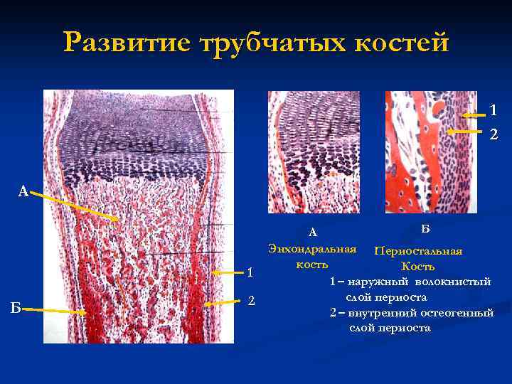 Развитие трубчатых костей 1 2 А 1 Б 2 Б А Энхондральная Периостальная кость