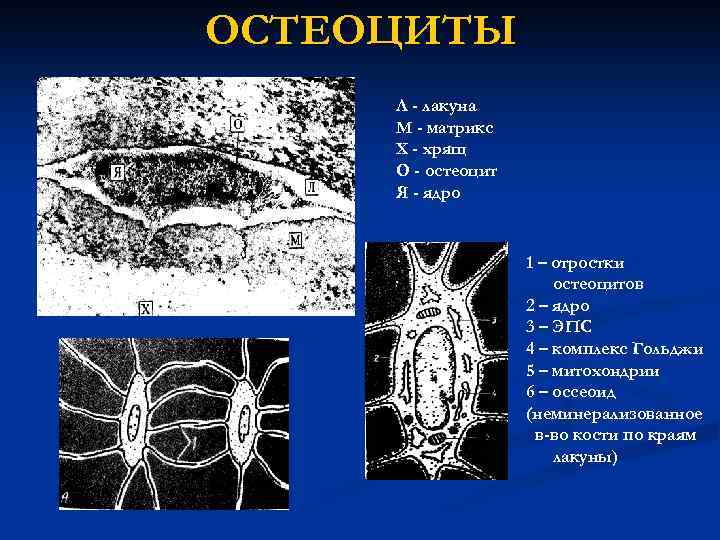 Остеоциты функции