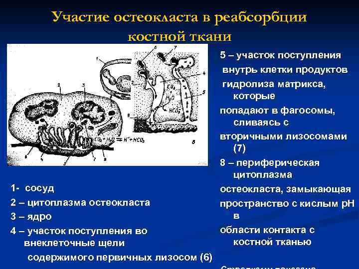 Участие остеокласта в реабсорбции костной ткани 1 - сосуд 2 – цитоплазма остеокласта 3