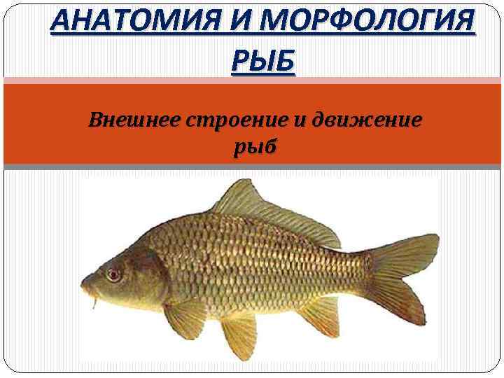 АНАТОМИЯ И МОРФОЛОГИЯ РЫБ Внешнее строение и движение рыб 