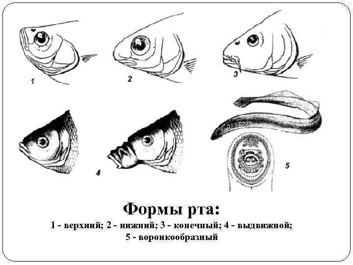 Формы рта: 1 - верхний; 2 - нижний; 3 - конечный; 4 - выдвижной;