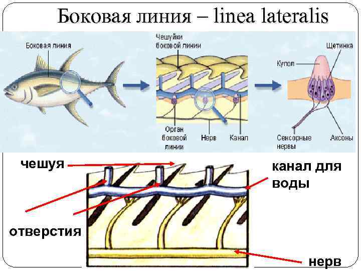 Боковая линия – linea lateralis чешуя канал для воды отверстия нерв 