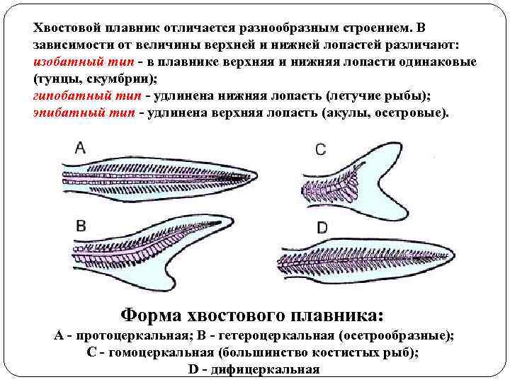 Хвостовой плавник отличается разнообразным строением. В зависимости от величины верхней и нижней лопастей различают: