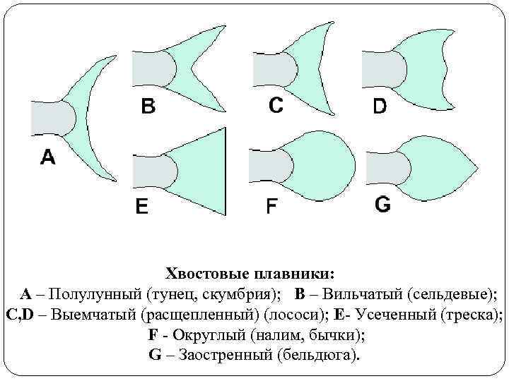 Хвостовые плавники: А – Полулунный (тунец, скумбрия); В – Вильчатый (сельдевые); С, D –