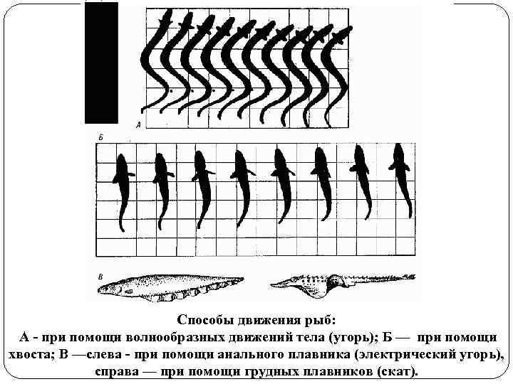 Способы движения рыб: А - при помощи волнообразных движений тела (угорь); Б — при