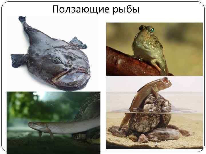 Ползающие рыбы 