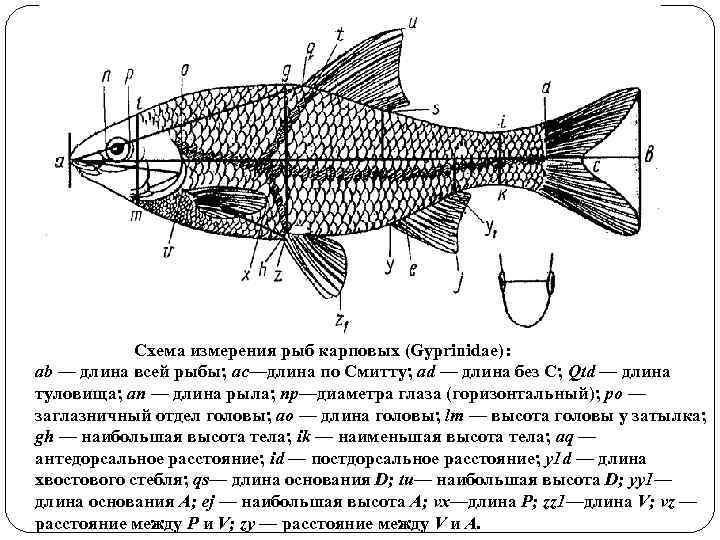  Схема измерения рыб карповых (Gyprinidae): ab — длина всей рыбы; ас—длина по Смитту;