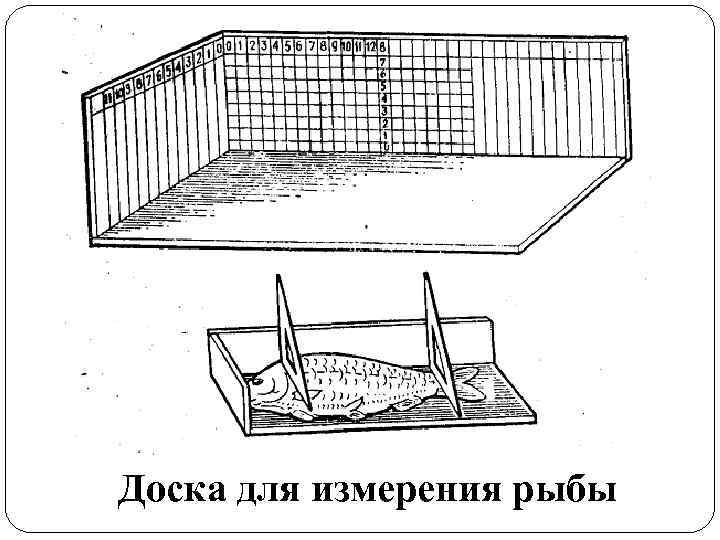 Доска для измерения рыбы 