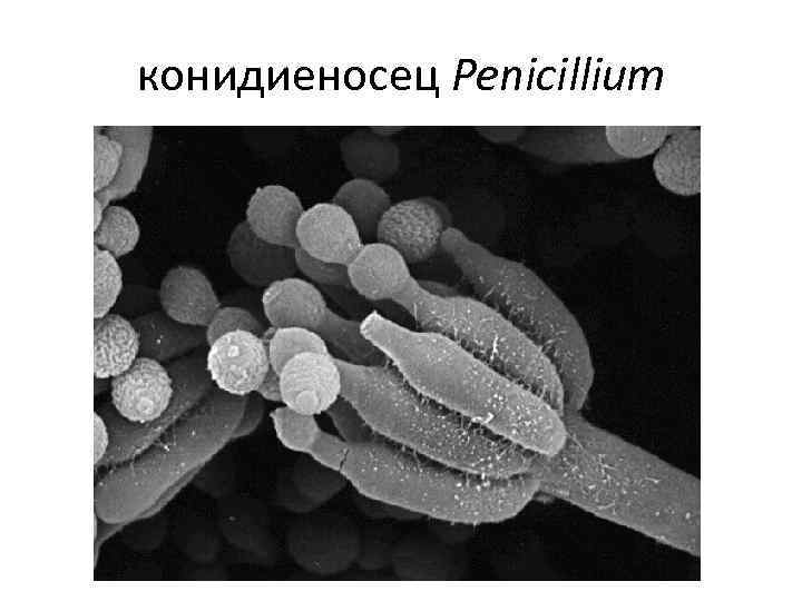 конидиеносец Penicillium 
