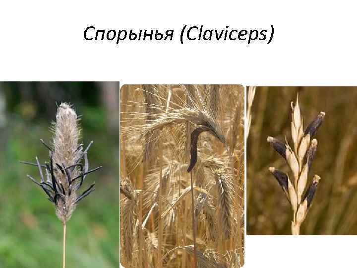 Спорынья (Сlaviceps) 