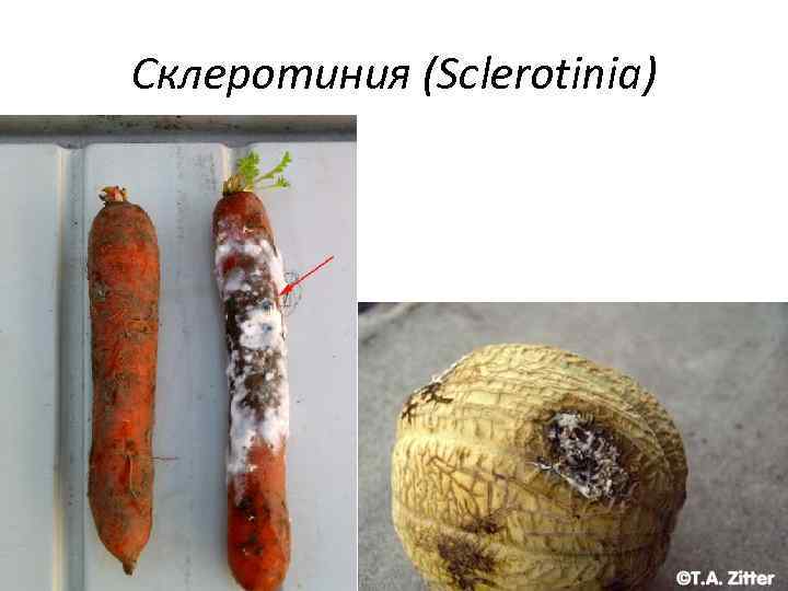Склеротиния (Sclerotinia) 
