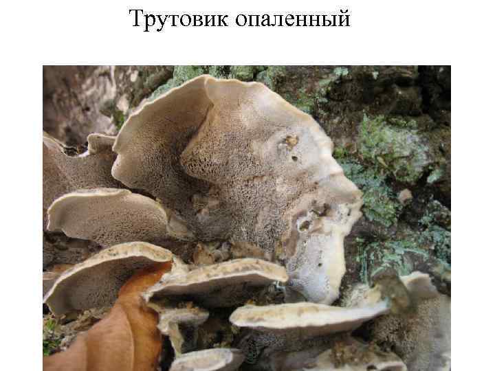 Трутовик опаленный 